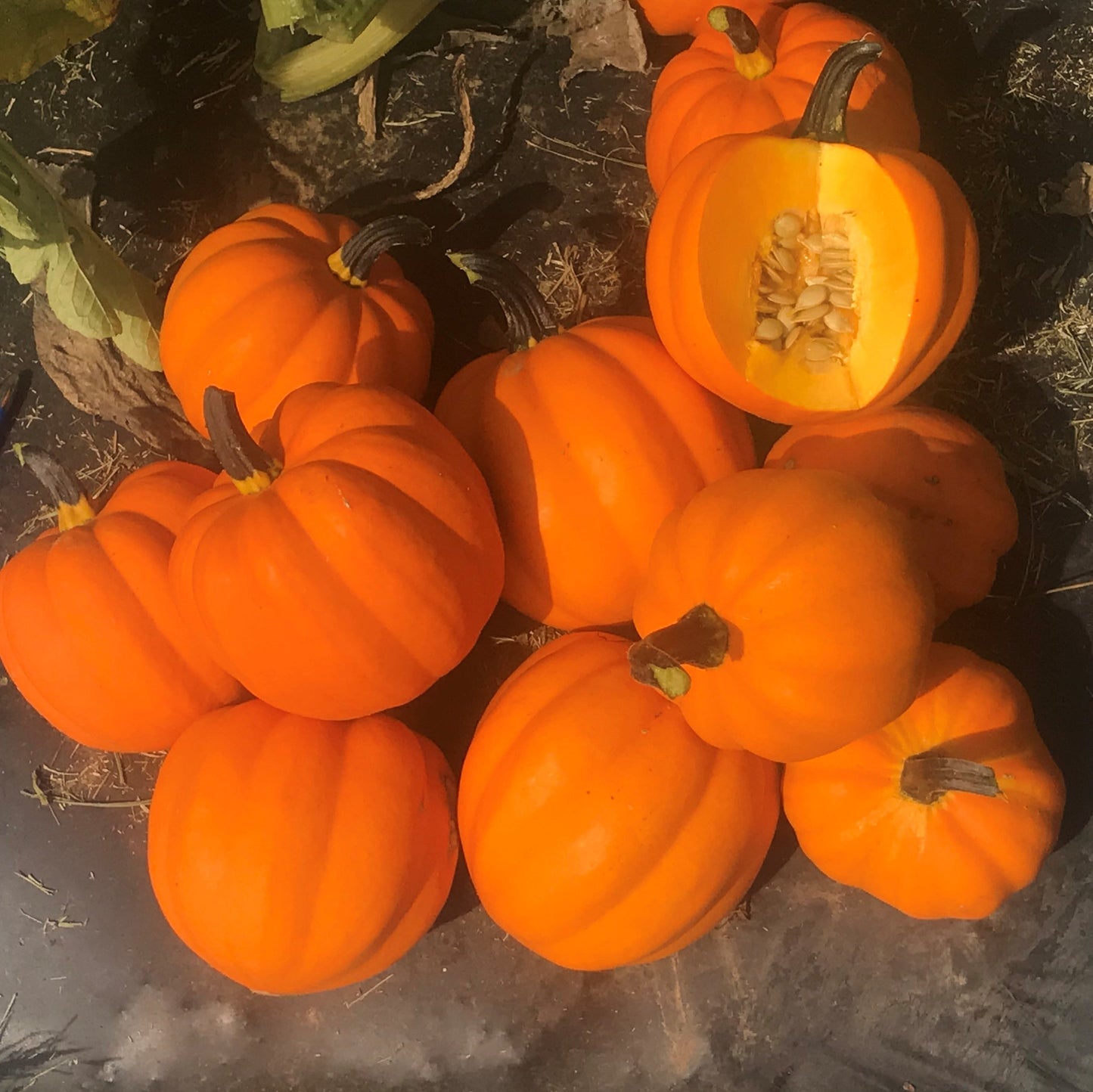 Gorgeous Goldilocks F1 Acorn Squash – Flavorful Compact Bush Variety for Limited Spaces 1
