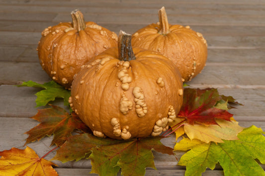 Gorgeous Grizzly Bear F1 Pumpkin – Unique Tan Color with Fall Appeal 0
