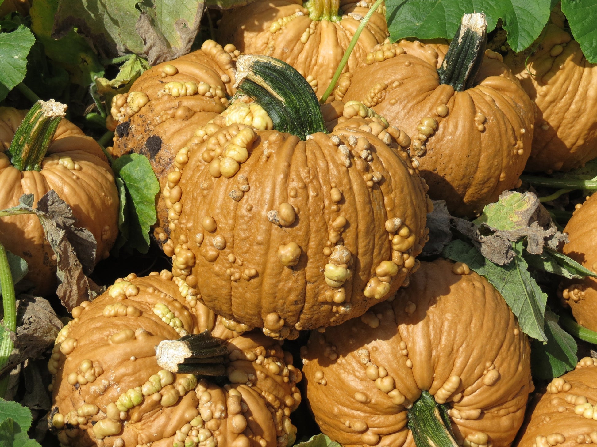 Gorgeous Grizzly Bear F1 Pumpkin – Unique Tan Color with Fall Appeal 1