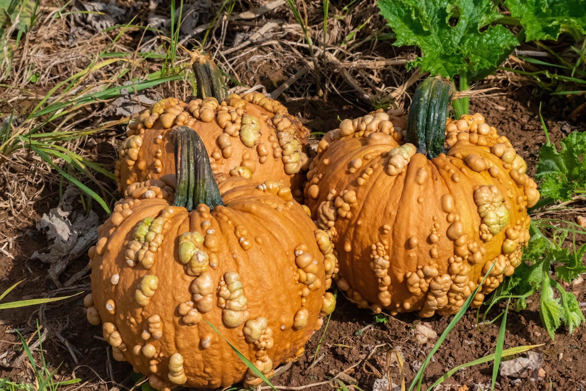 Gorgeous Grizzly Bear F1 Pumpkin – Unique Tan Color with Fall Appeal 2