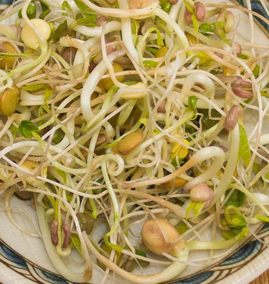 Gourmet Sprouting Seeds Health Enthusiasts Organic – Nutrient-Rich Blend for Easy Digestion 0