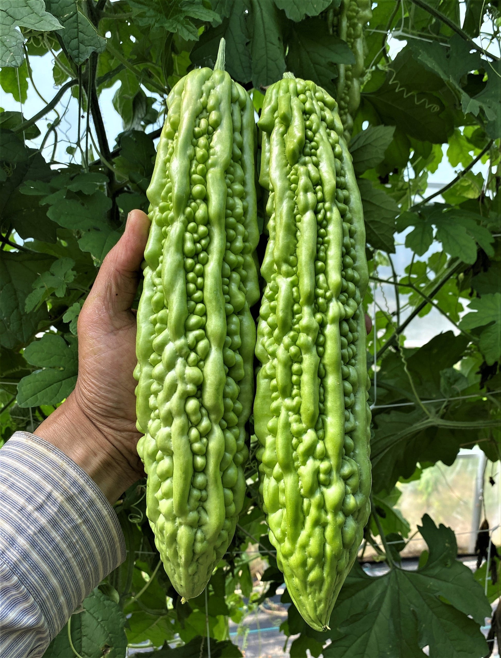 Green Pearl F1 Bitter Gourd Seeds – Early Ripening Variety for Healthy Dishes 0
