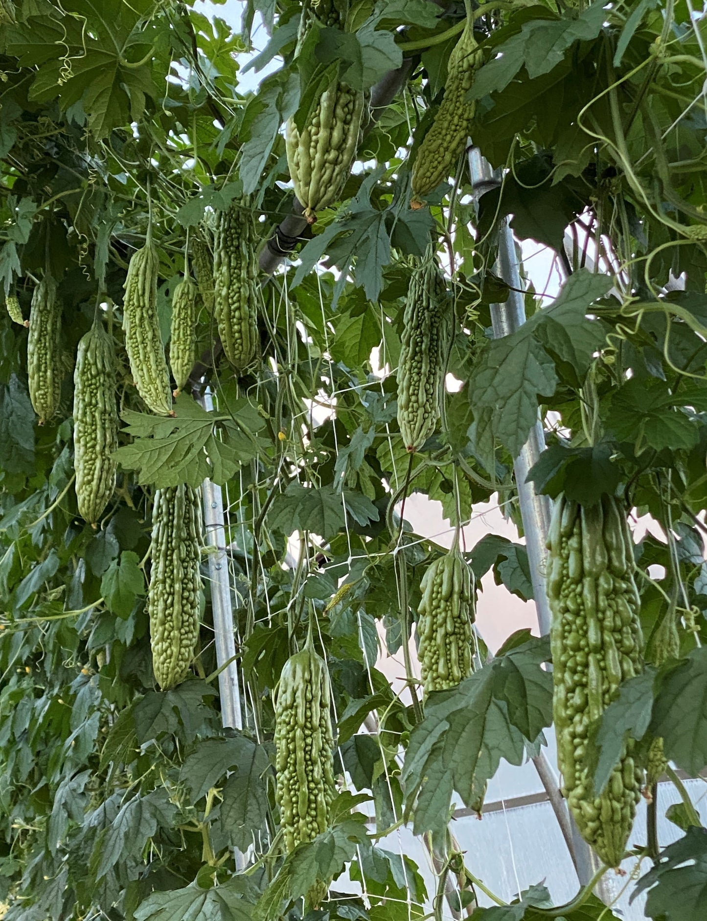 Green Pearl F1 Bitter Gourd Seeds – Early Ripening Variety for Healthy Dishes 1
