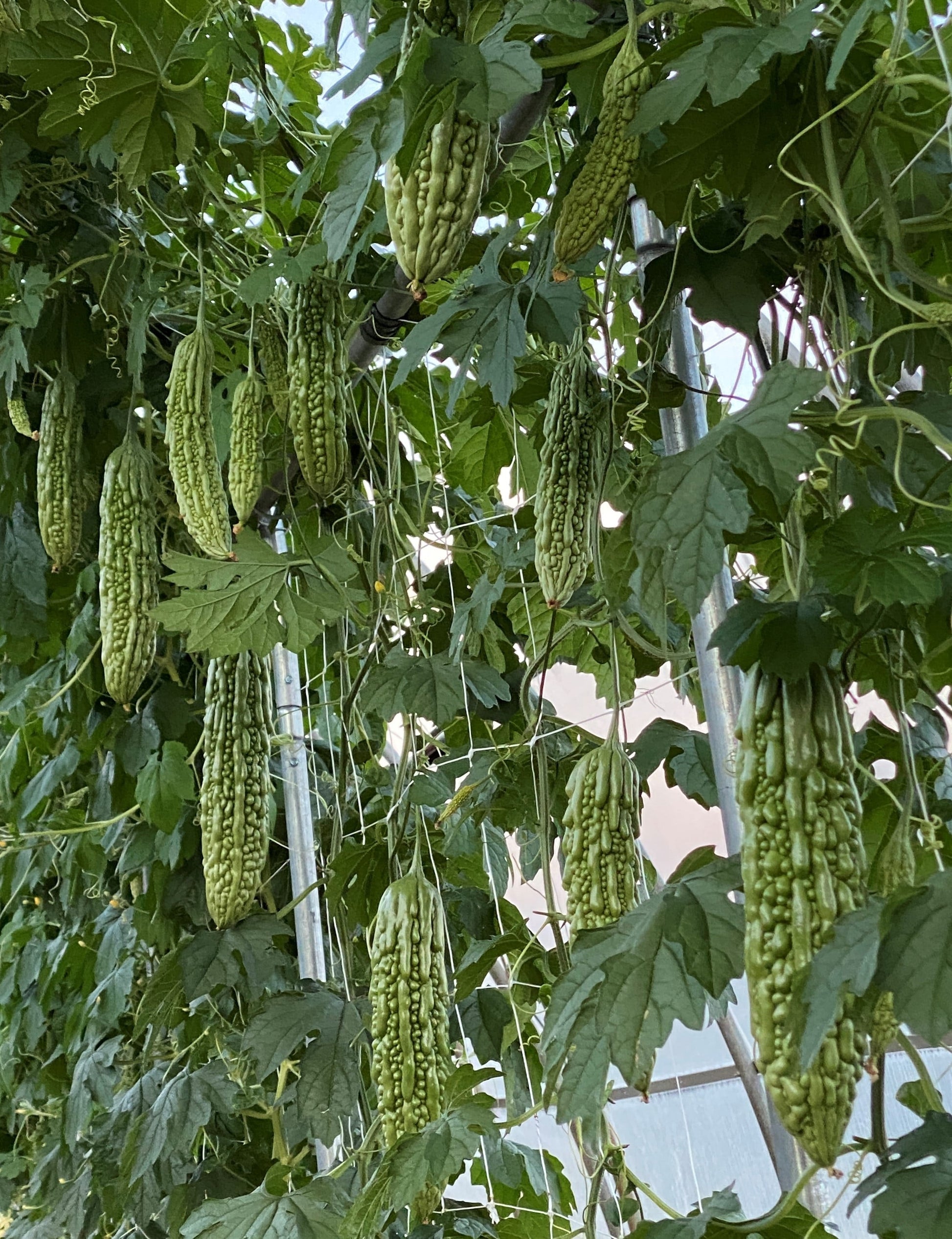 Green Pearl F1 Bitter Gourd Seeds – Early Ripening Variety for Healthy Dishes 1