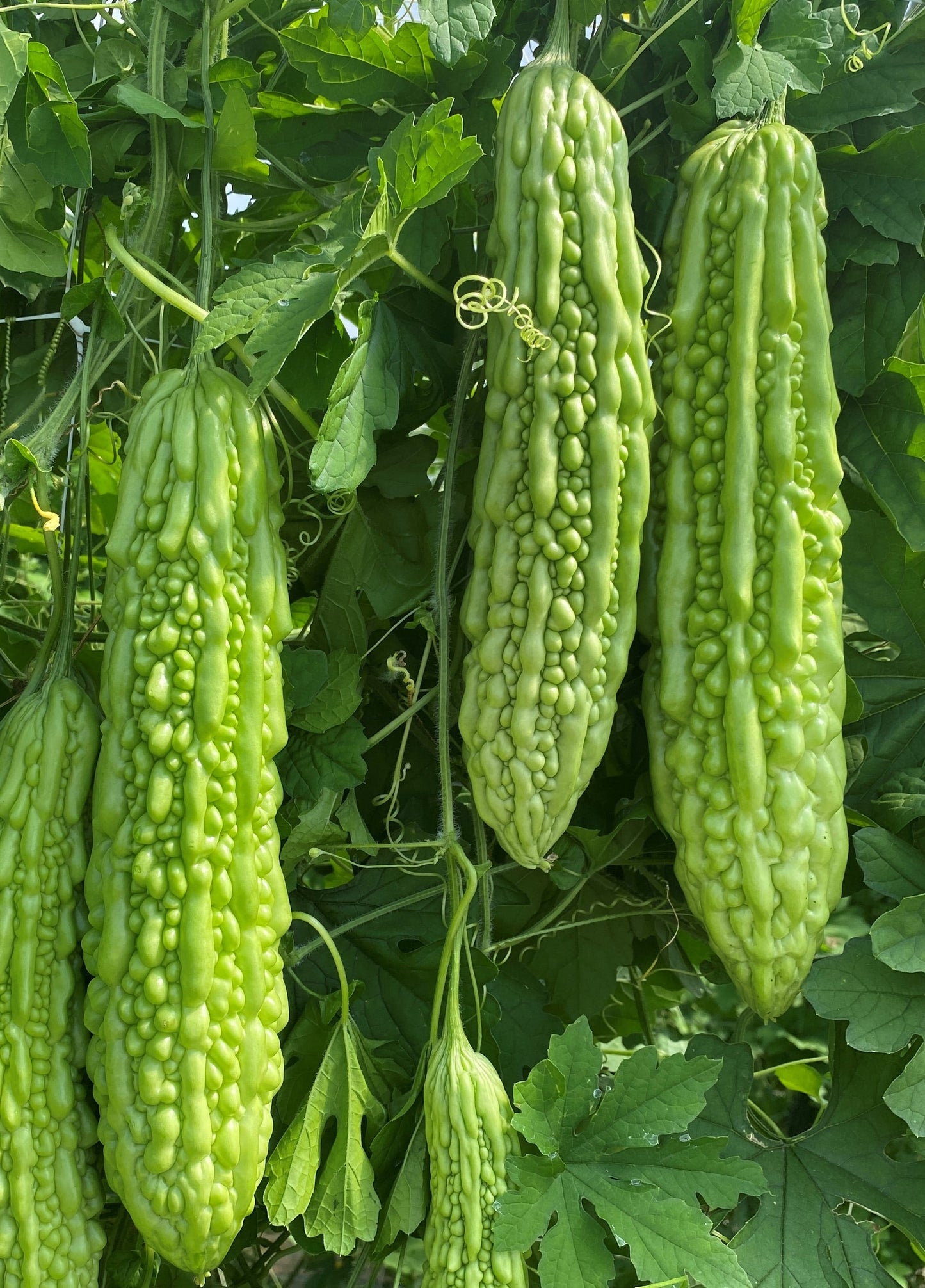 Green Pearl F1 Bitter Gourd Seeds – Early Ripening Variety for Healthy Dishes 2