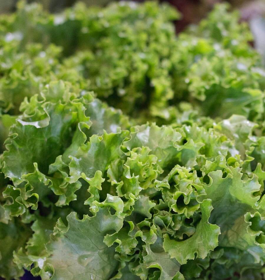 Grove Lettuce Seeds for Gardeners – Easy Seed Tape for Rapid Growth and Year-Round Harvesting 0