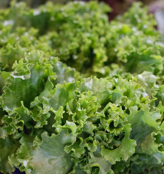 Grove Lettuce Seeds for Gardeners – Easy Seed Tape for Rapid Growth and Year-Round Harvesting 0