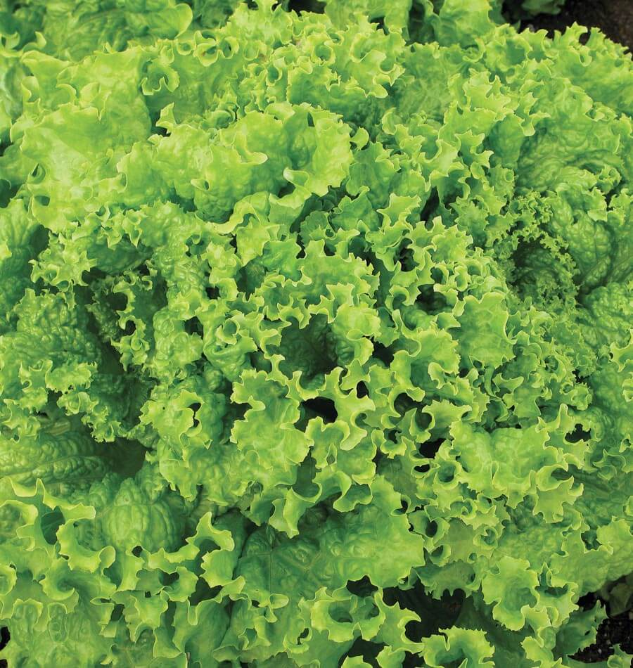 Grove Lettuce Seeds for Gardeners – Easy Seed Tape for Rapid Growth and Year-Round Harvesting 2