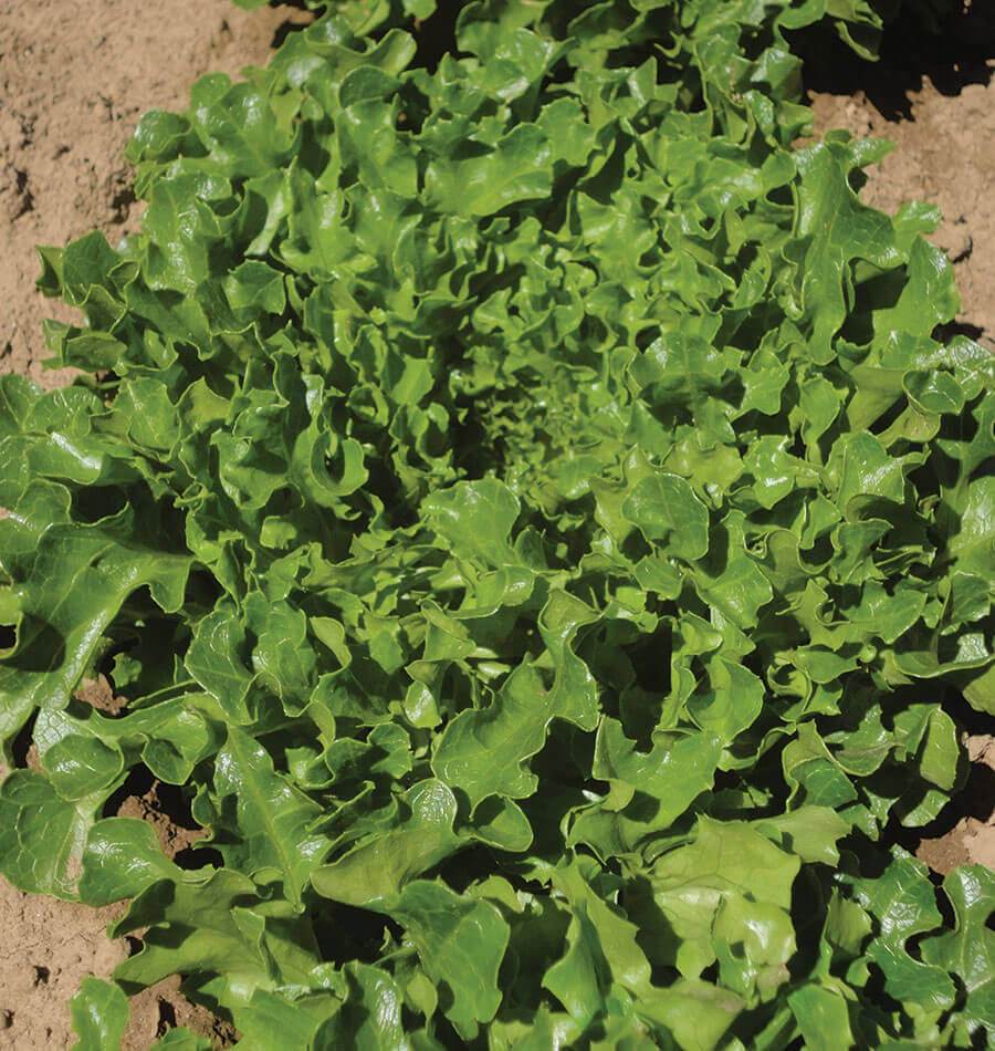 Hampton Organic Lettuce Seeds – Ideal for Home Gardeners – Fast-Growing Leafy Greens 0
