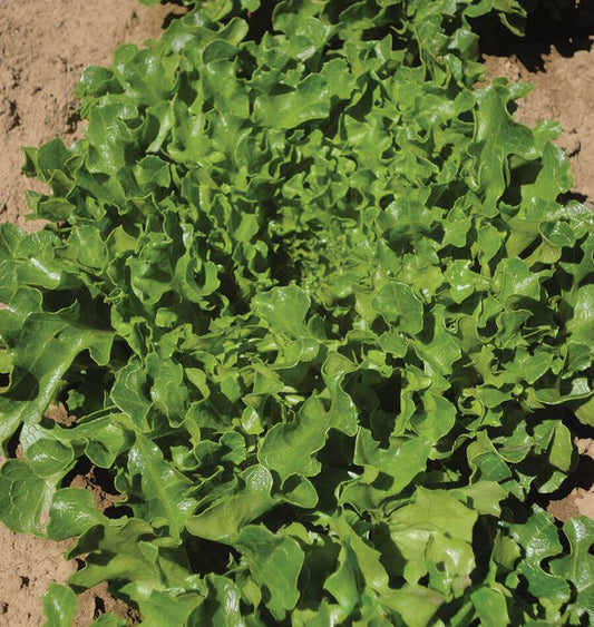 Hampton Organic Lettuce Seeds – Ideal for Home Gardeners – Fast-Growing Leafy Greens 0
