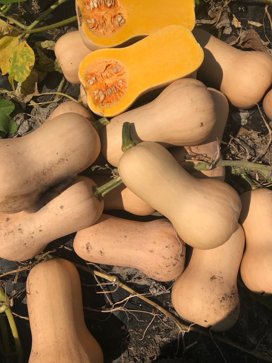 Haven Organic Butternut Squash – Sweet Flavor with Excellent Storage for Home and Market Gardens 0