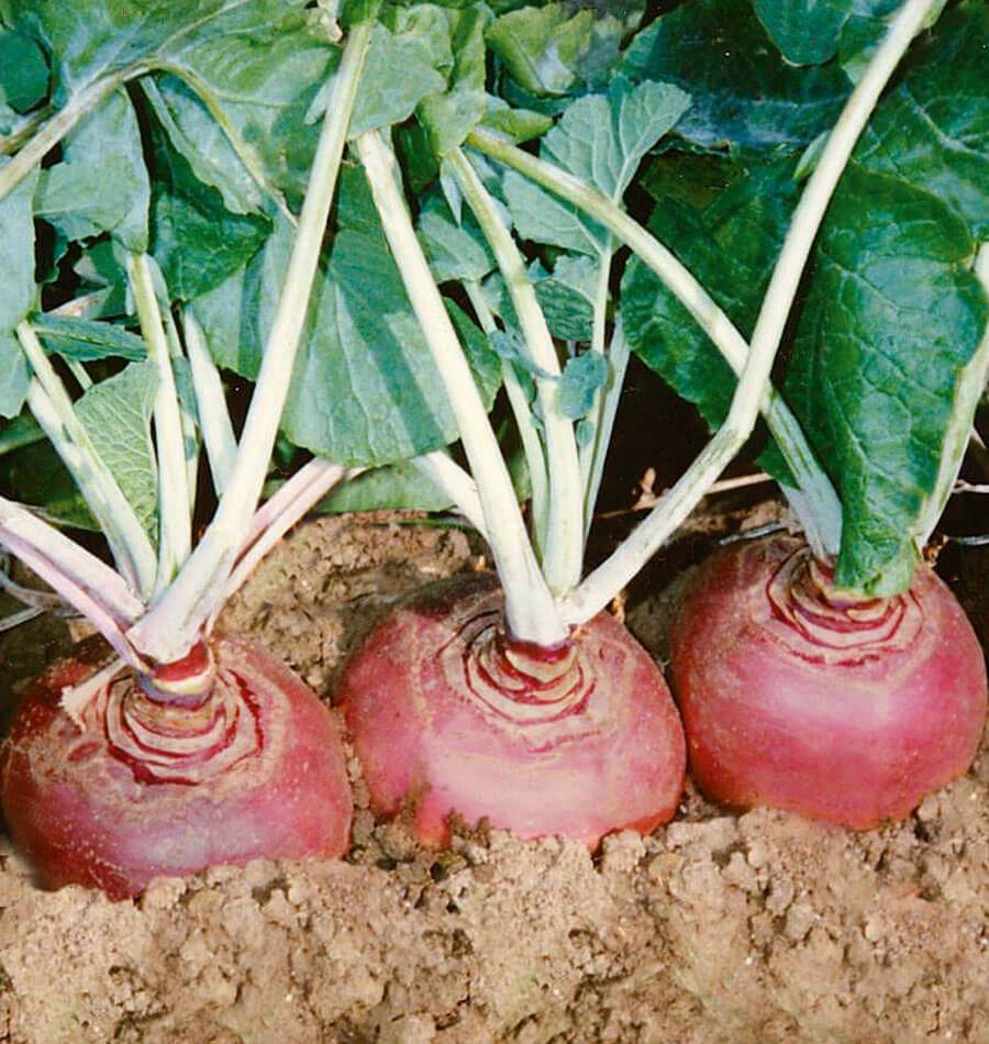 Haven Organic Rutabaga Seeds – Coated For Easy Sowing, Perfect For Fall And Winter Harvests 0