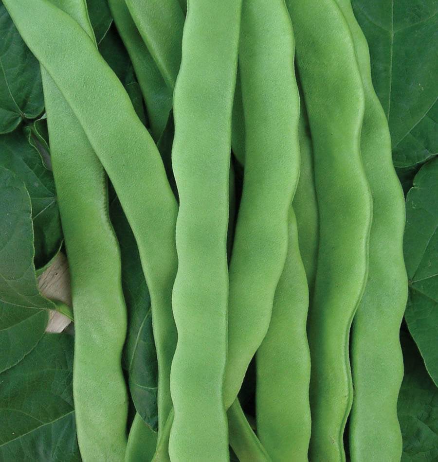 Hilda Gardeners' Romano Pole Beans – Flat Stringless Pods with Great Flavor for High-Yield Summer Harvest 0