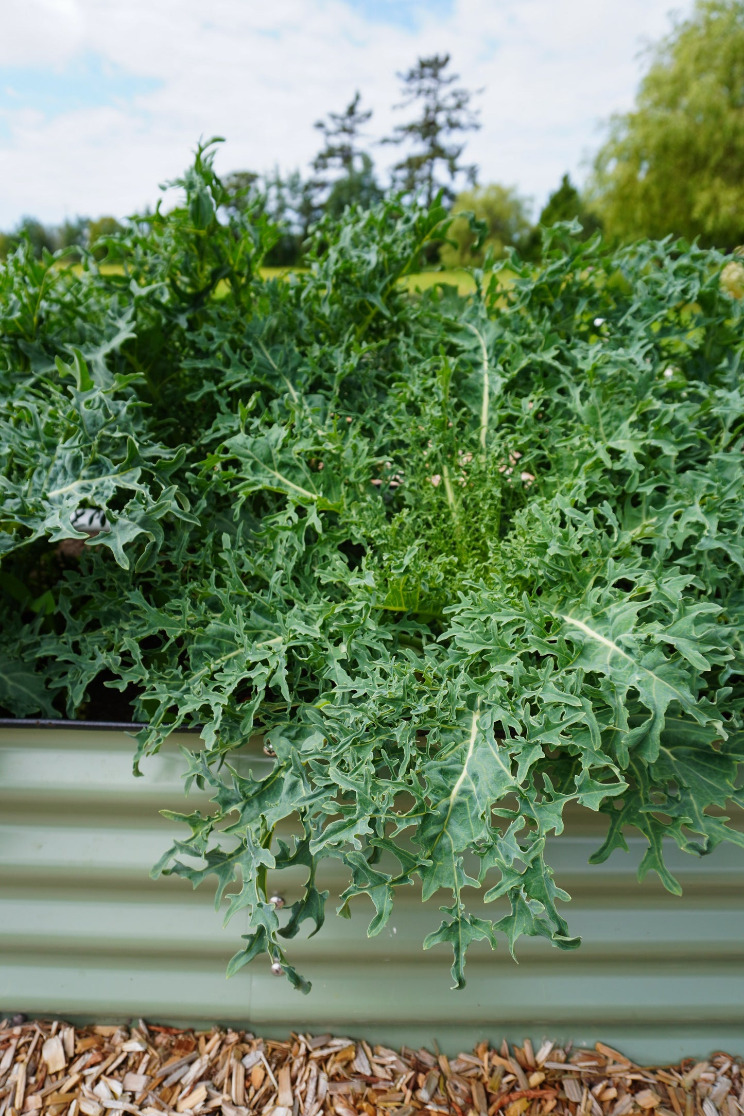 Hydra Kale Gardeners Unique Seaweed Kale – Distinctive Flavor and Winter Resilience 0