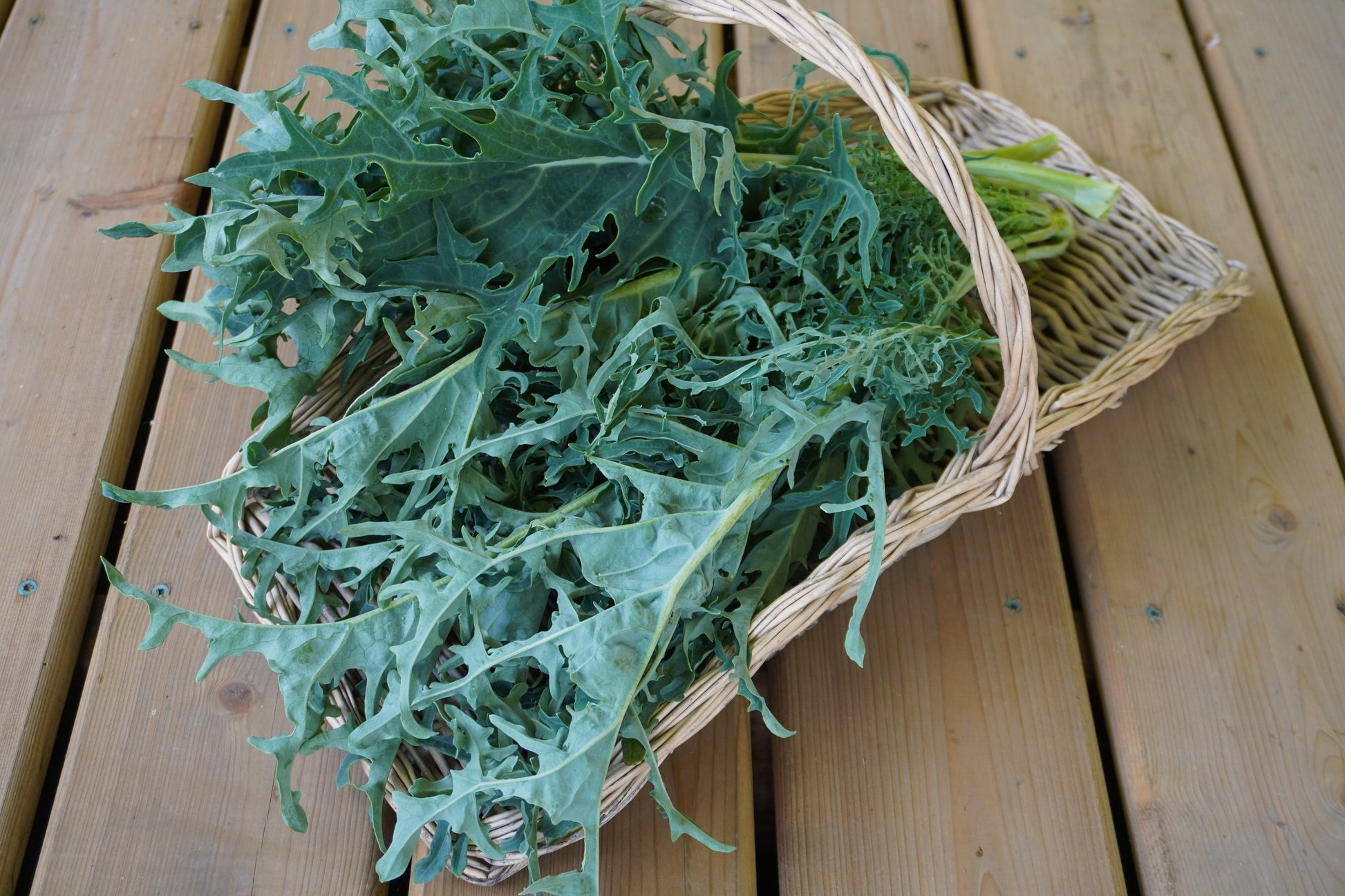Hydra Kale Gardeners Unique Seaweed Kale – Distinctive Flavor and Winter Resilience 2