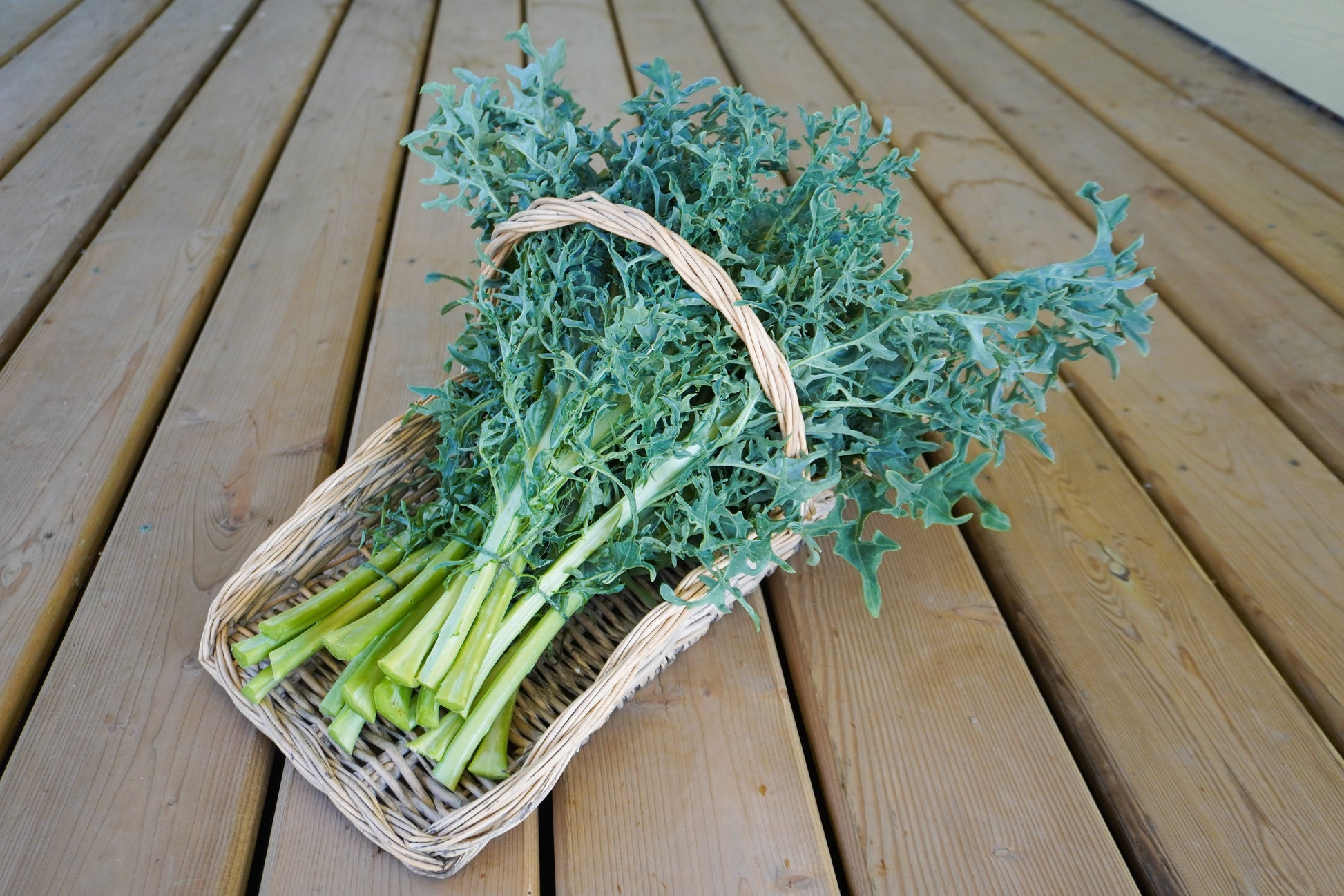 Hydra Kale Gardeners Unique Seaweed Kale – Distinctive Flavor and Winter Resilience 3