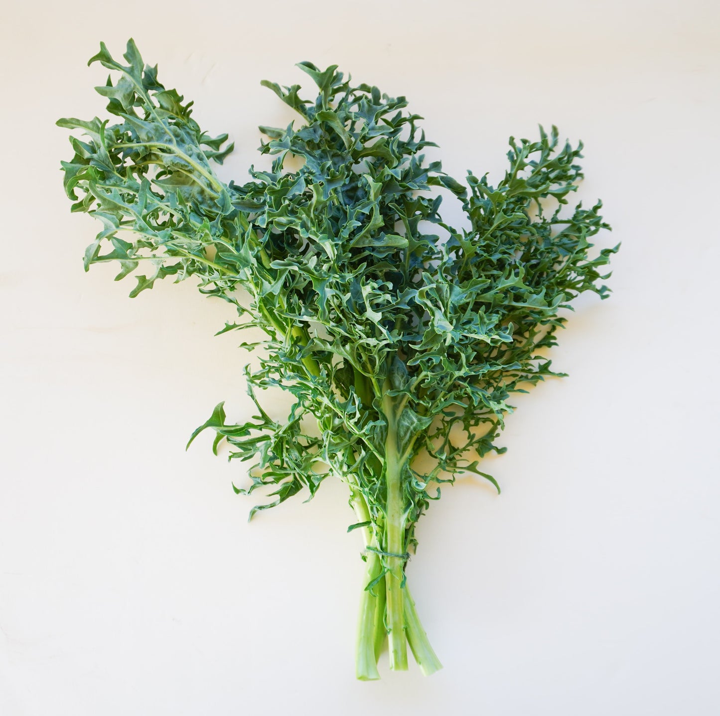 Hydra Kale Gardeners Unique Seaweed Kale – Distinctive Flavor and Winter Resilience 4