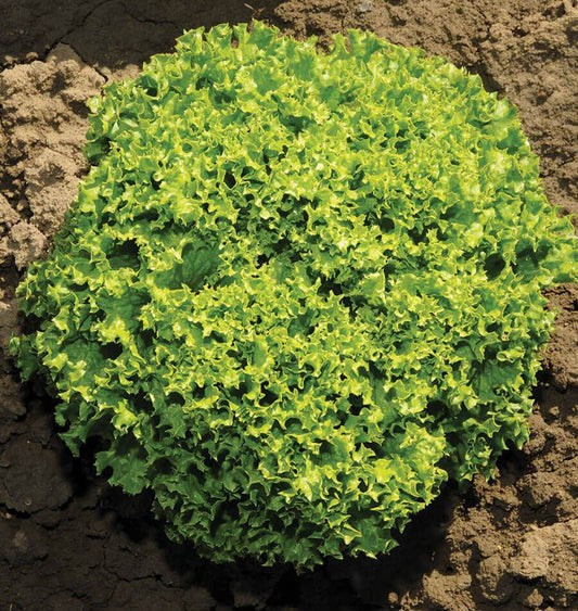 Ilema Organic Lettuce Seeds for Gardeners – Fast-Growing Lollo Bionda Type with Great Flavor 0