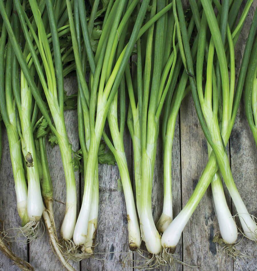 Ippon Negi F1 Heirloom Vegetable Seeds – Traditional Japanese Scallion with Unique Flavor 0