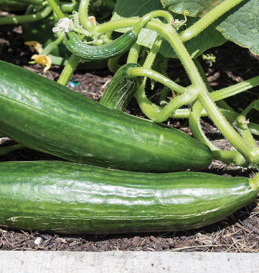Ishtar F1 Cucumber Seeds – Ideal for Greenhouse Cultivation with High Yield 0