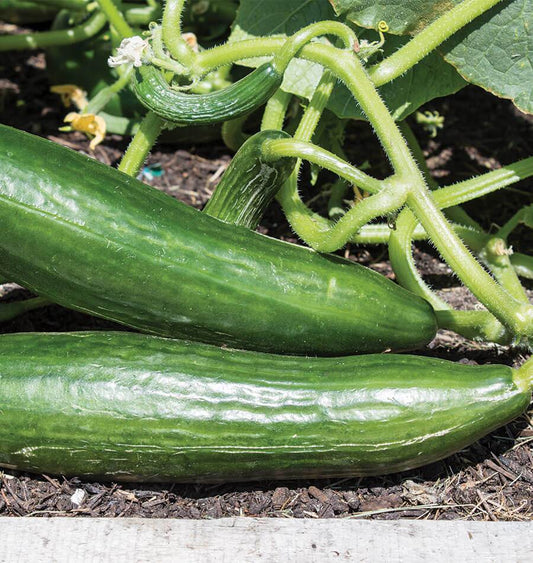 Ishtar F1 Cucumber Seeds – Ideal for Greenhouse Cultivation with High Yield 0