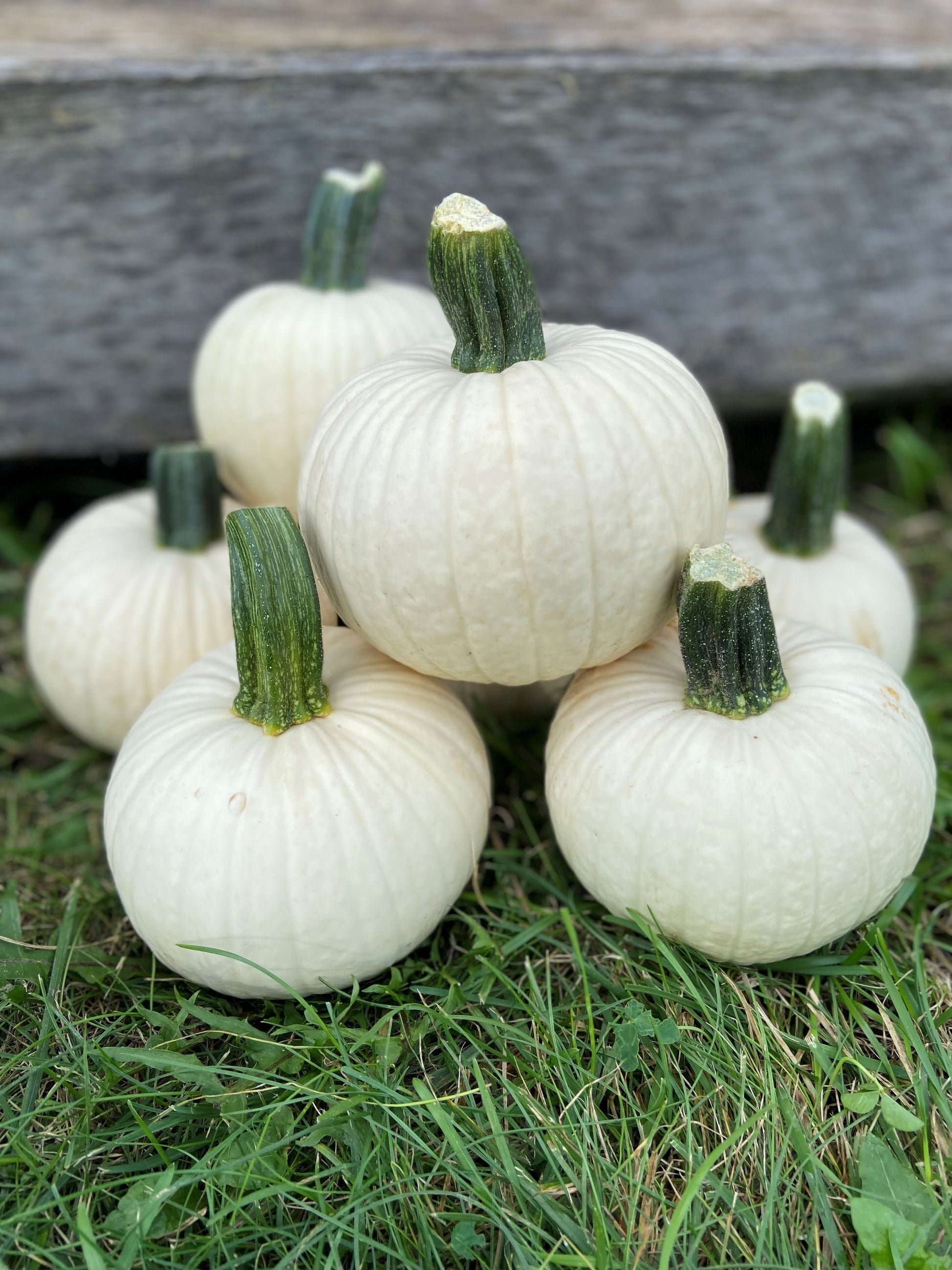 Ivy Kids' Mini White Pumpkin – Adorable Round Shape for Creative Decorating Fun 0
