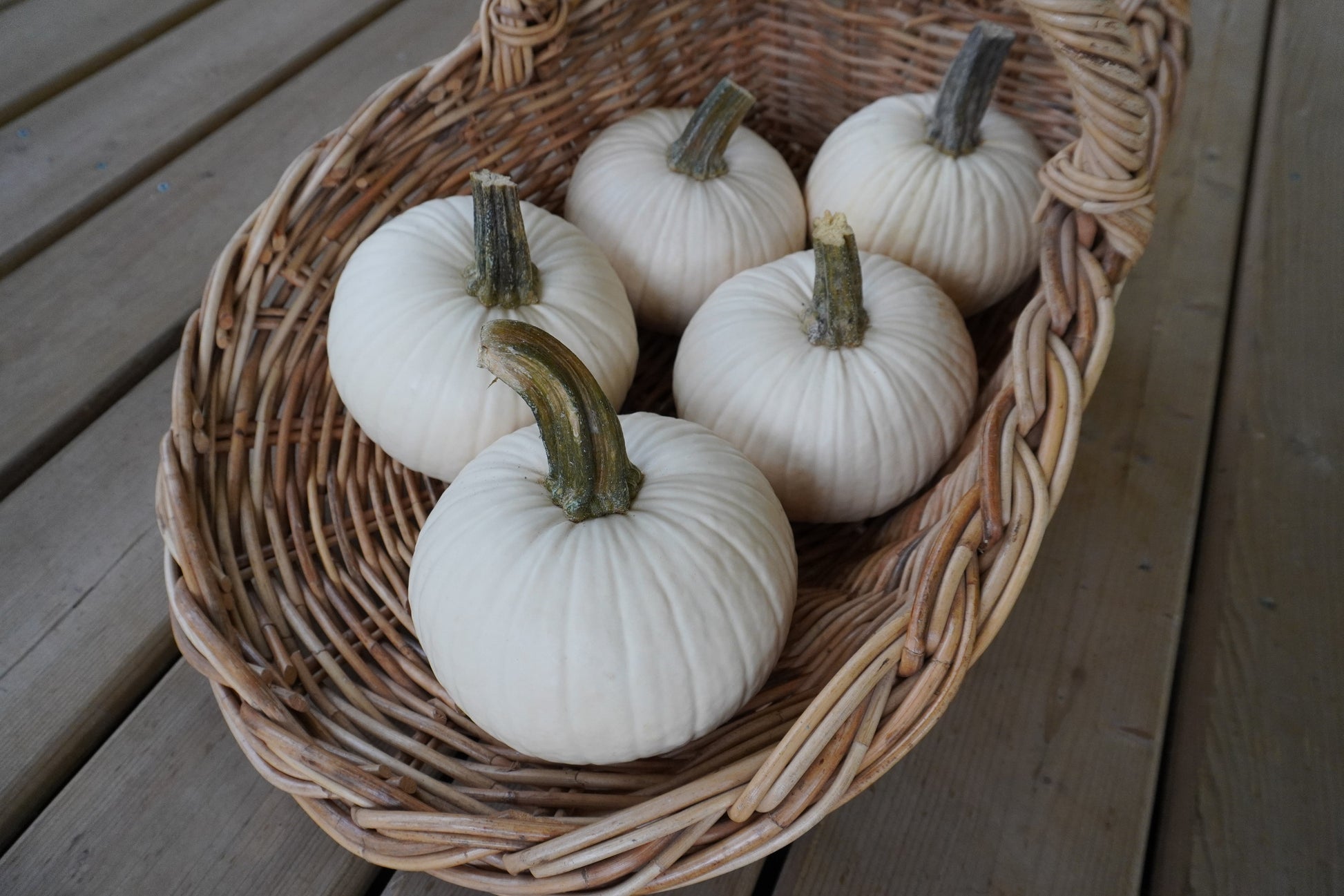 Ivy Kids' Mini White Pumpkin – Adorable Round Shape for Creative Decorating Fun 1