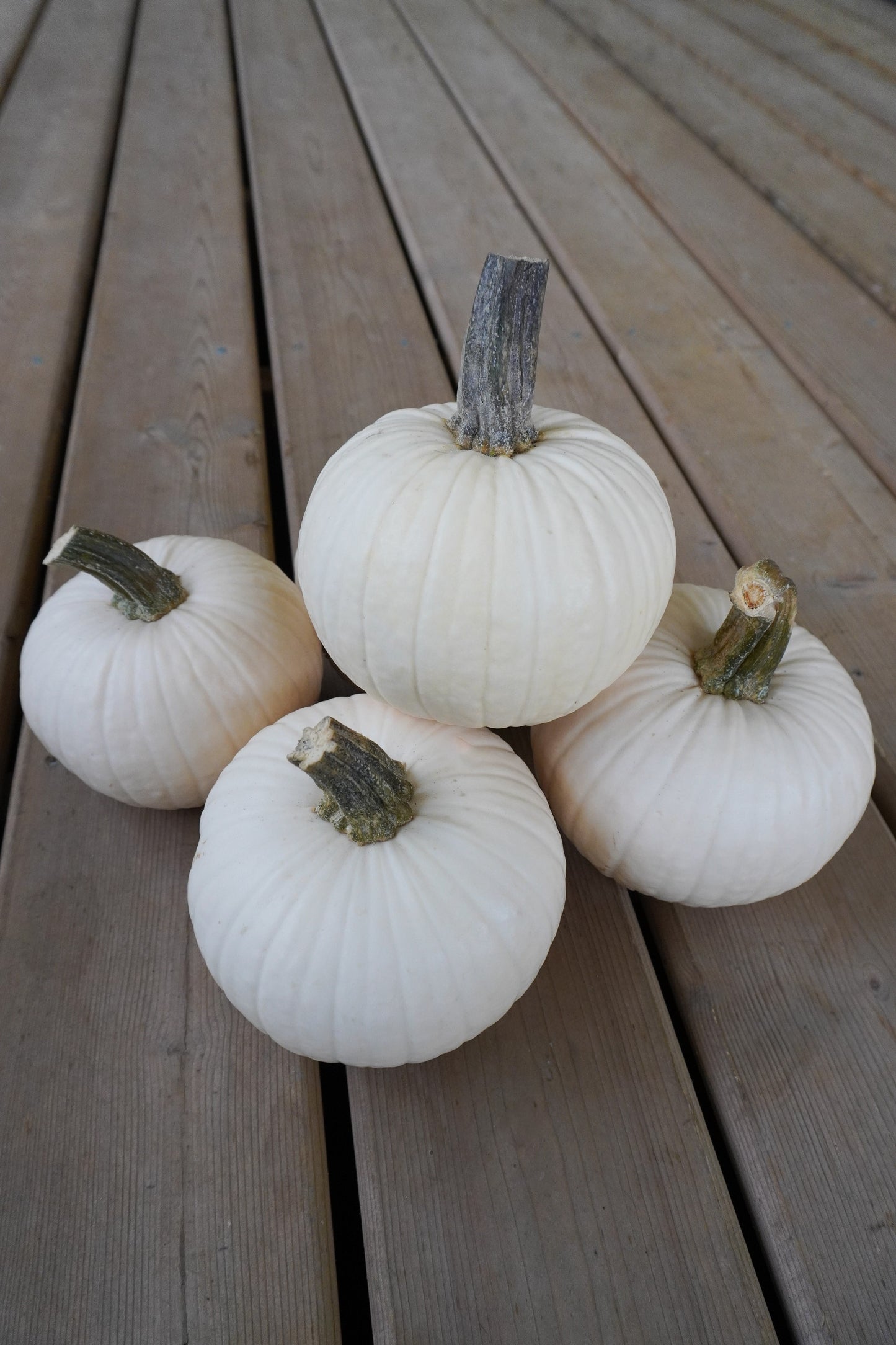 Ivy Kids' Mini White Pumpkin – Adorable Round Shape for Creative Decorating Fun 2