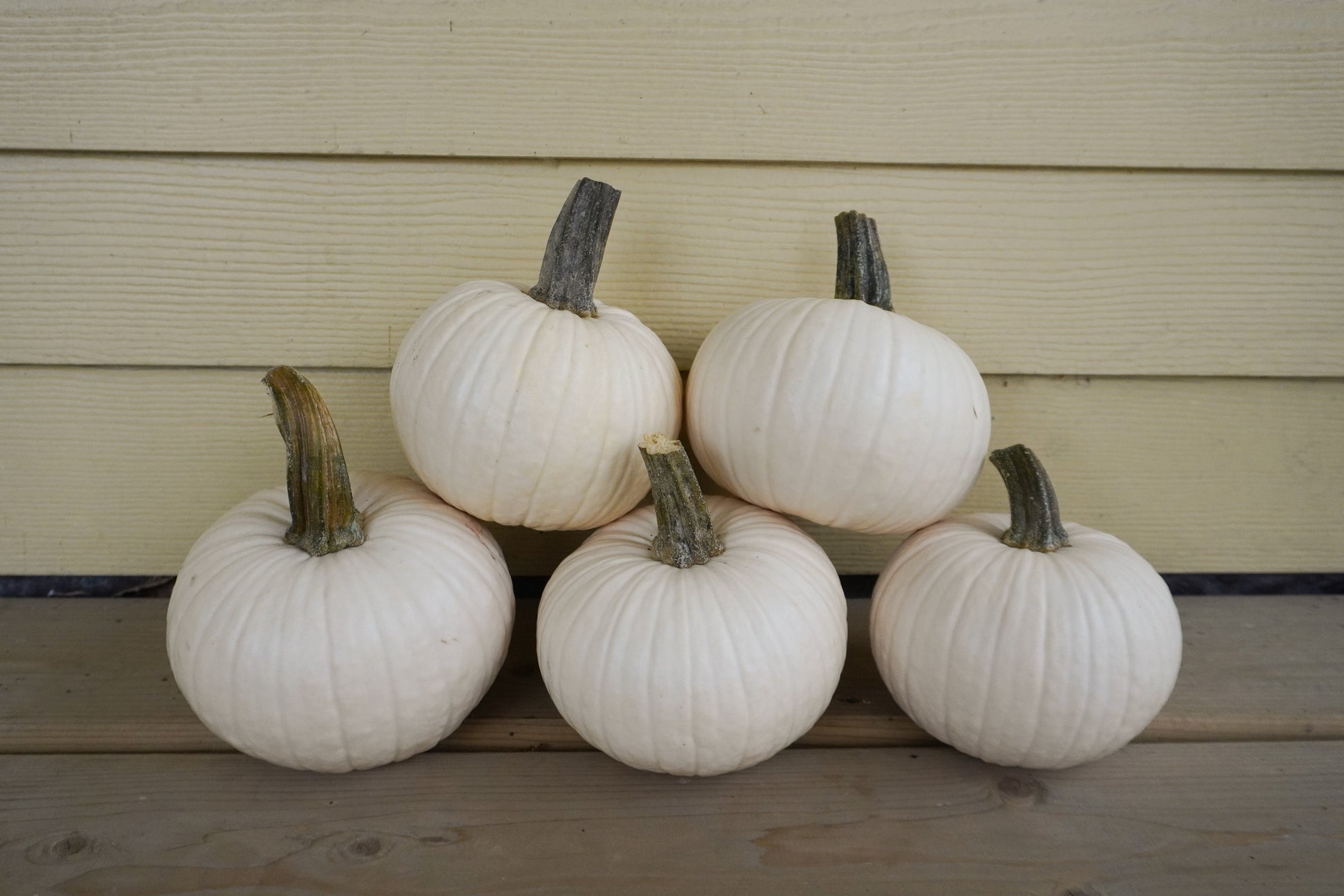 Ivy Kids' Mini White Pumpkin – Adorable Round Shape for Creative Decorating Fun 3