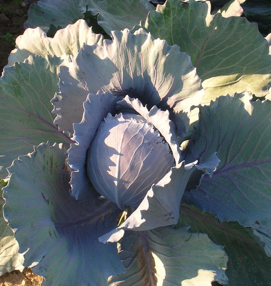 Ivy Organic Cabbage Seeds – High-Yielding Variety For Sweet Summer And Fall Harvests 1