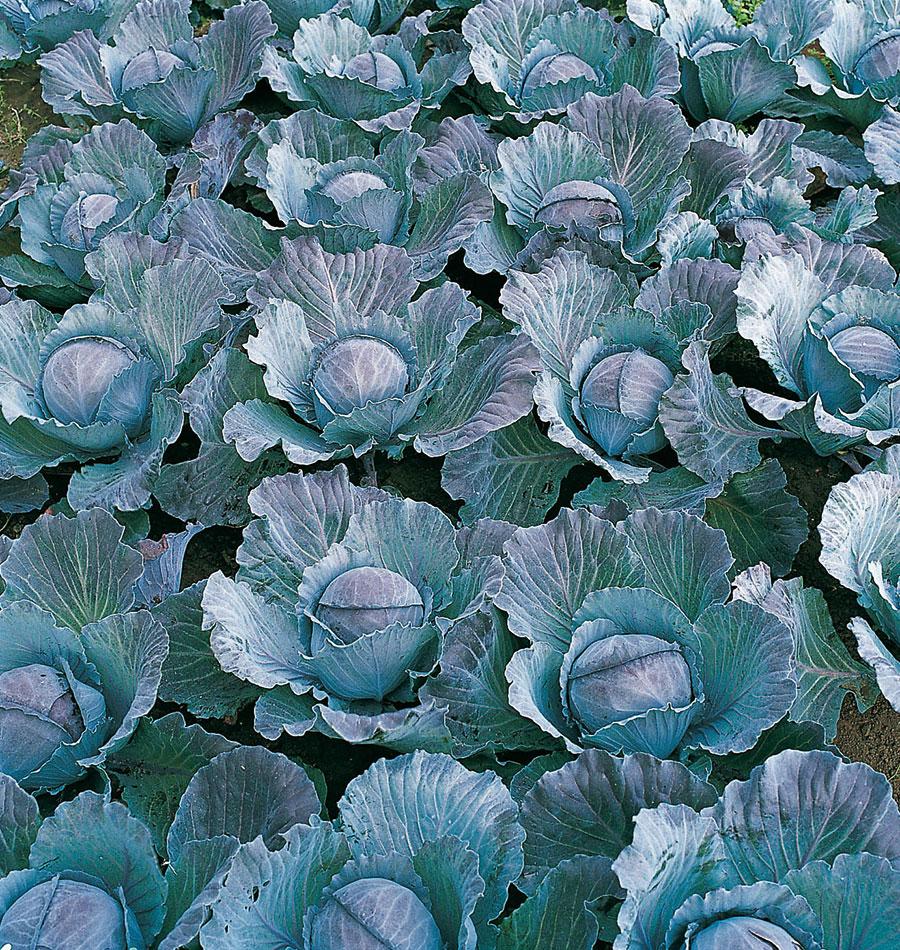 Ivy Organic Cabbage Seeds – High-Yielding Variety For Sweet Summer And Fall Harvests 2