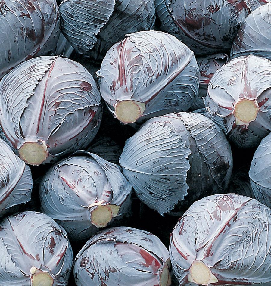 Ivy Organic Cabbage Seeds – High-Yielding Variety For Sweet Summer And Fall Harvests 3