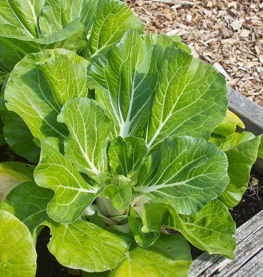 Joi Choi F1 Vegetable Seeds – Sweet Mild Flavor for Year-Round Harvests 0
