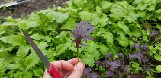 Kale KX-1 Microgreens – Vibrant Dark Purple Color for Fresh Salads 0