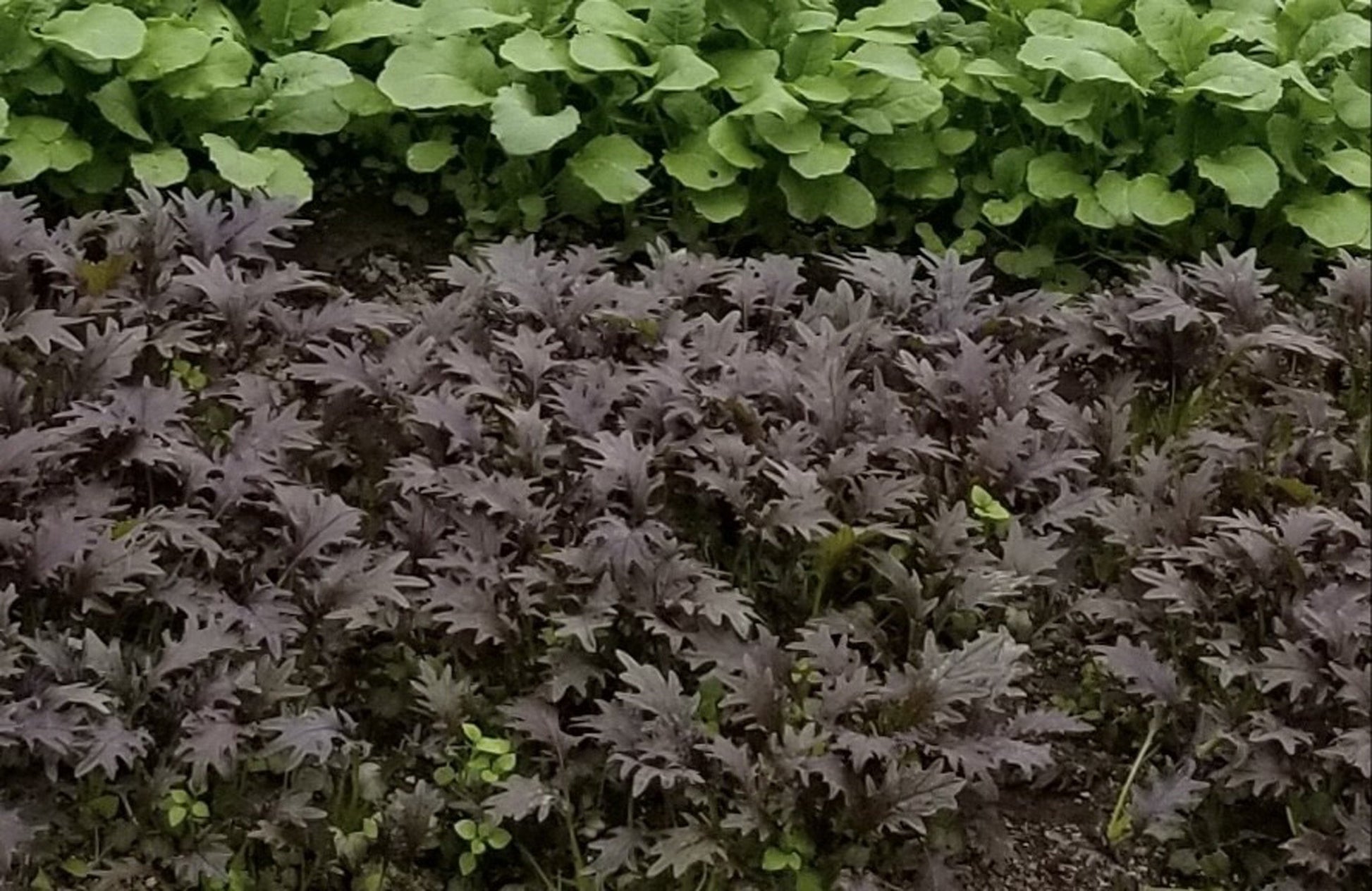 Kale KX-1 Microgreens – Vibrant Dark Purple Color for Fresh Salads 1