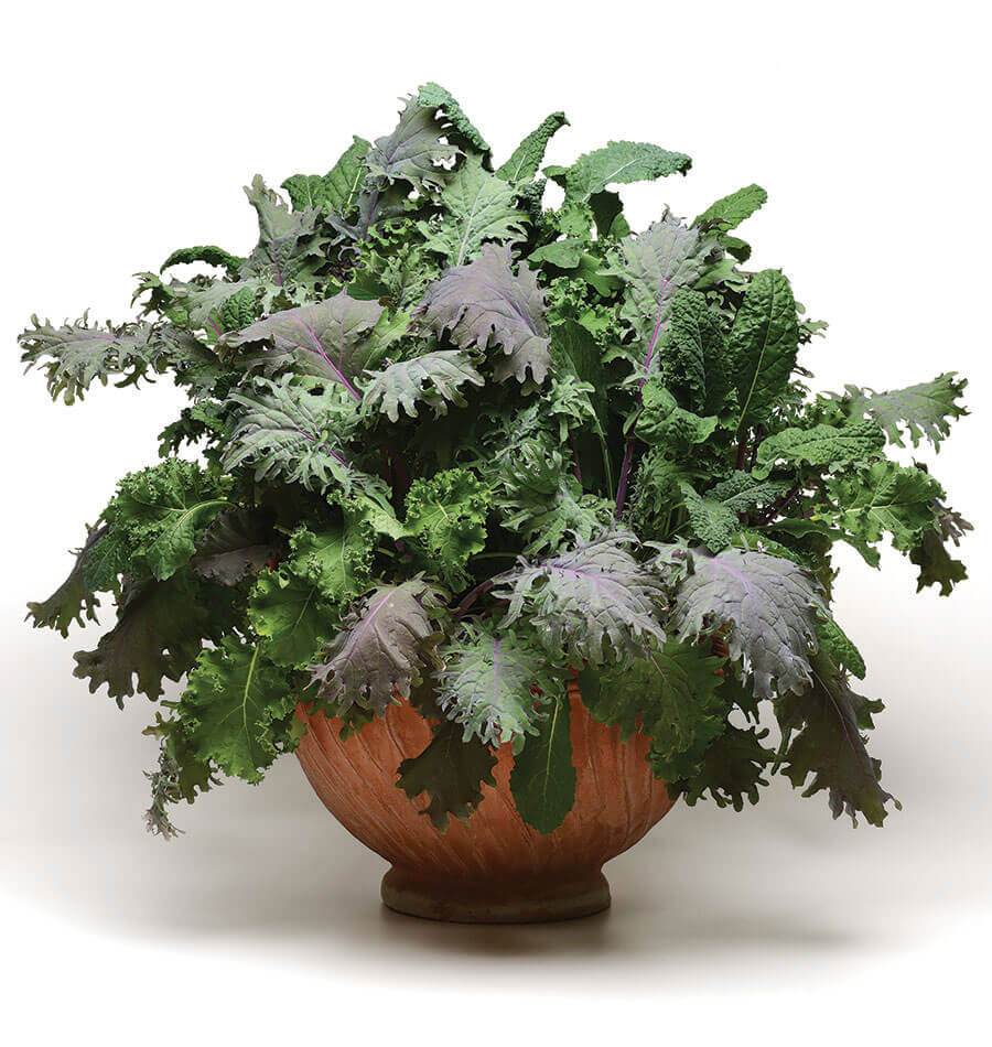 Kale Storm Gardeners Multi-Seed Pellets – Easy Planting for Decorative Edible Bouquets 1