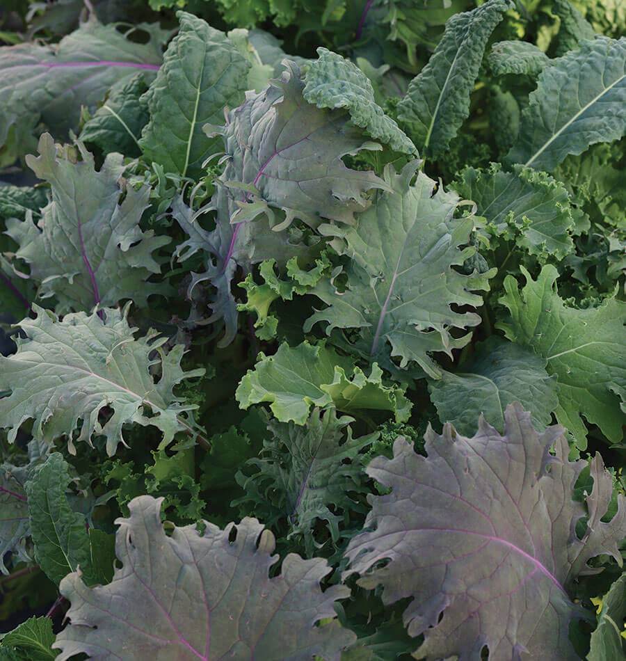 Kale Storm Gardeners Multi-Seed Pellets – Easy Planting for Decorative Edible Bouquets 2