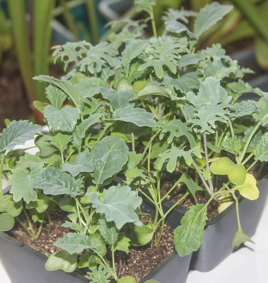 Kale Storm Gardeners Multi-Seed Pellets – Easy Planting for Decorative Edible Bouquets 3