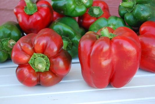 KingoftheNorth Organic Bell Pepper Seeds – Ideal for Northern Gardens with Sweet, Blocky Fruits 0