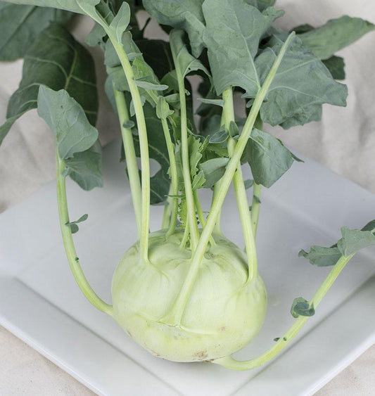 Kona Hybrid Kohlrabi Seeds – Ideal For Home Gardeners – Uniform & Insect-Resistant Vegetable Seeds For Fresh Eating 0