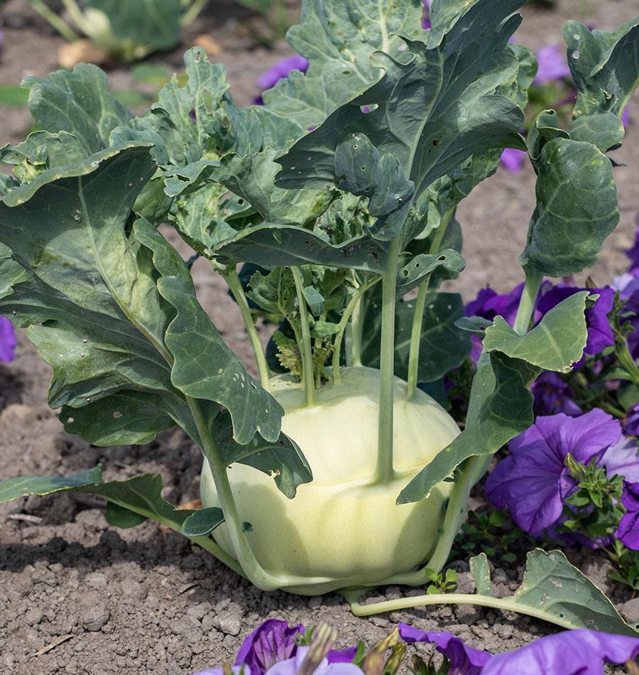 Kona Hybrid Kohlrabi Seeds – Ideal For Home Gardeners – Uniform & Insect-Resistant Vegetable Seeds For Fresh Eating 1