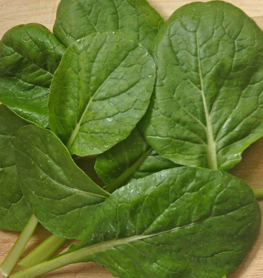 Kreative Green Komatsuna Mustard Spinach – Versatile Culinary Vegetable for Year-Round Growth 0