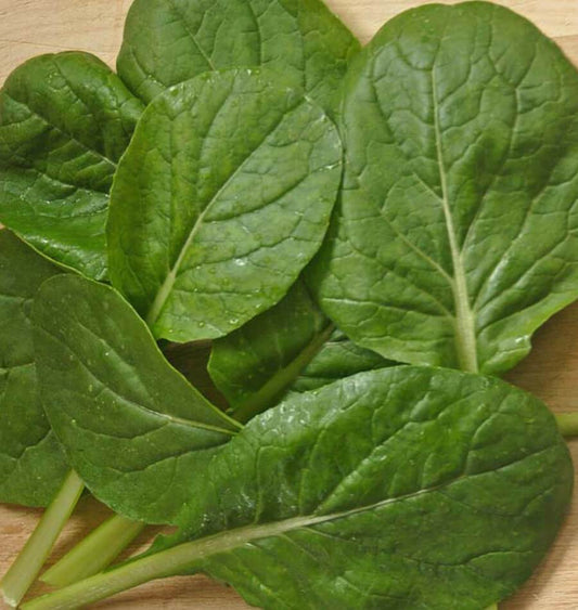 Kreative Green Komatsuna Mustard Spinach – Versatile Culinary Vegetable for Year-Round Growth 0