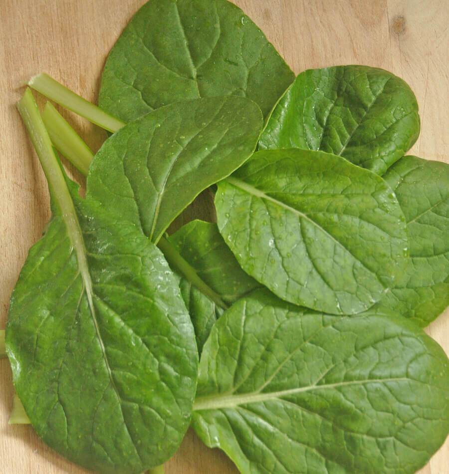 Kreative Green Komatsuna Mustard Spinach – Versatile Culinary Vegetable for Year-Round Growth 1