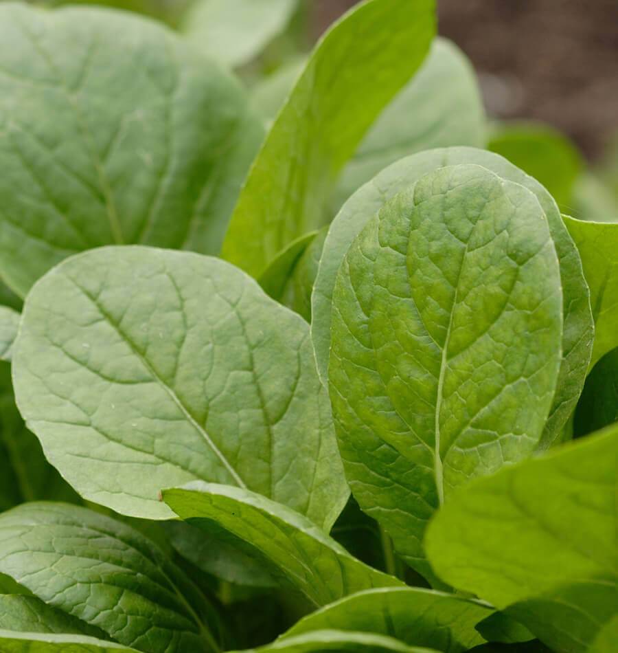 Kreative Green Komatsuna Mustard Spinach – Versatile Culinary Vegetable for Year-Round Growth 2