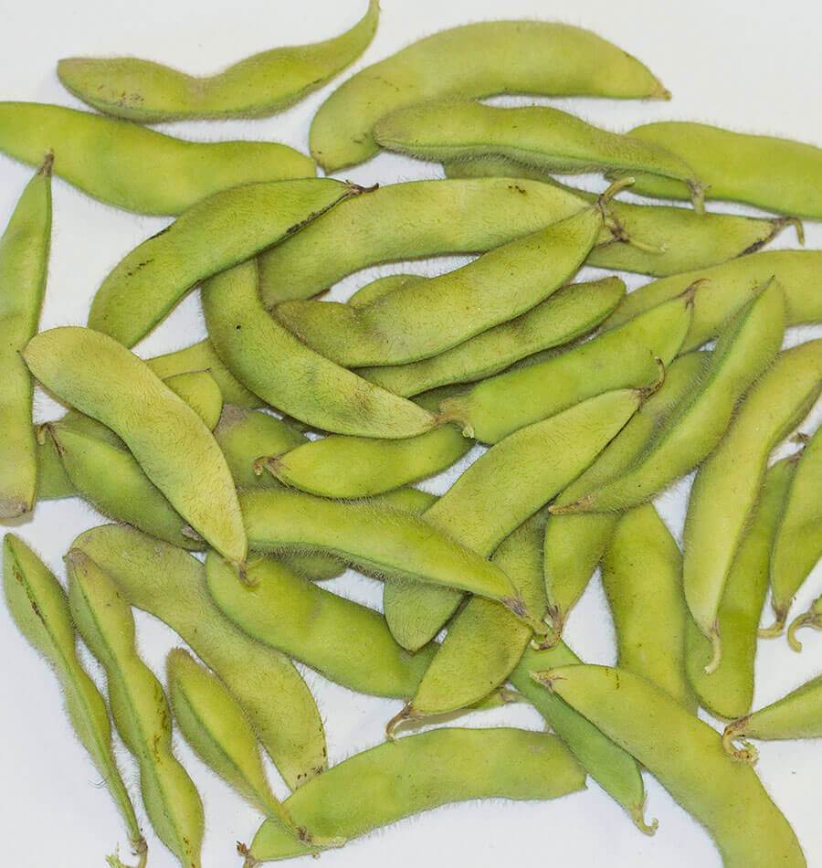 Kuro Black Soybean Seeds – Non-GMO Early Maturing Variety with High Antioxidants for Easy Harvesting 0