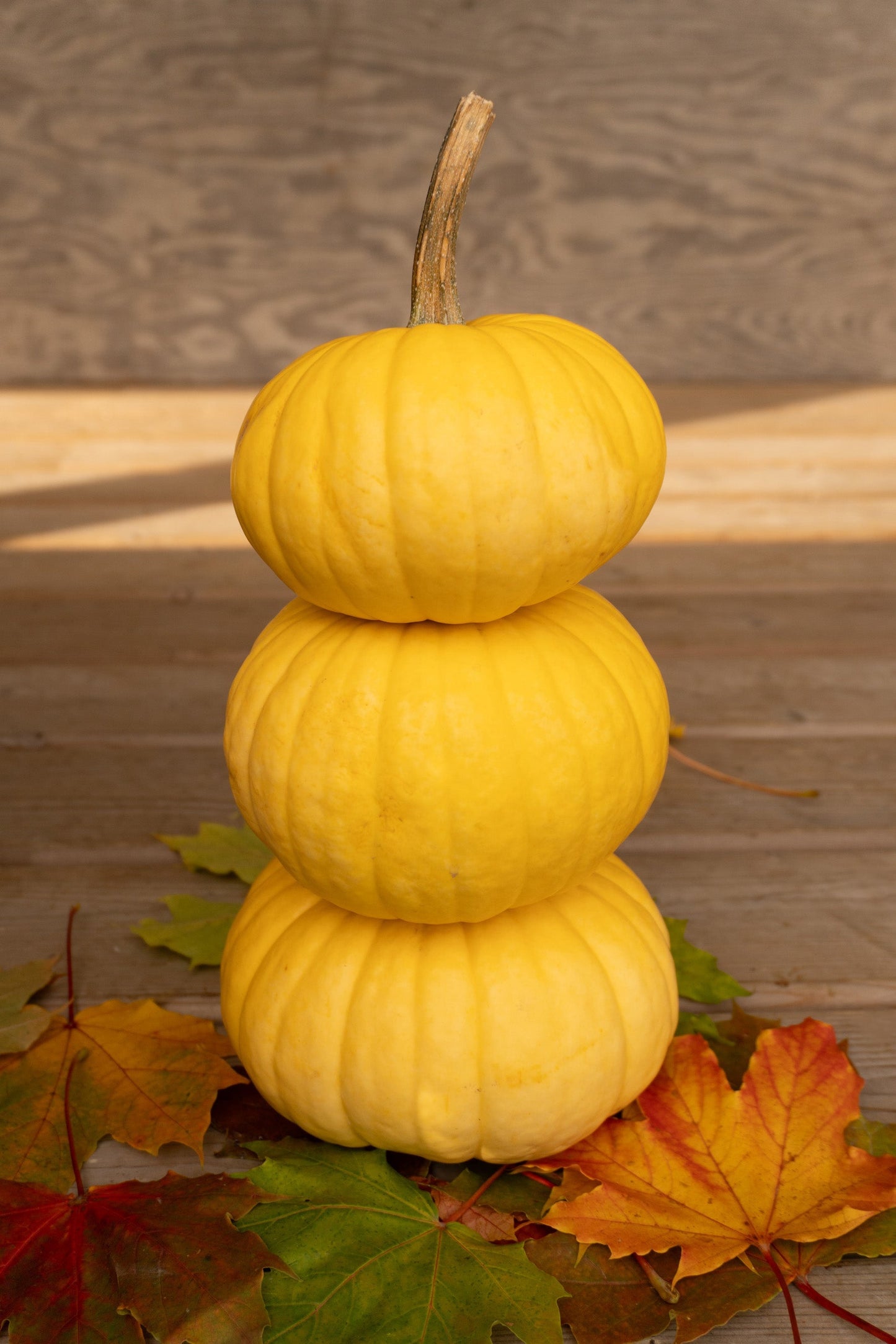 Lemon Stacking Pumpkin – Bright Yellow Color for Delightful Seasonal Displays 0