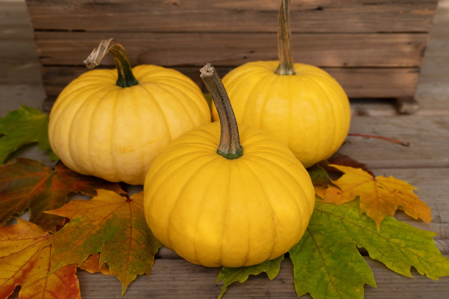Lemon Stacking Pumpkin – Bright Yellow Color for Delightful Seasonal Displays 1