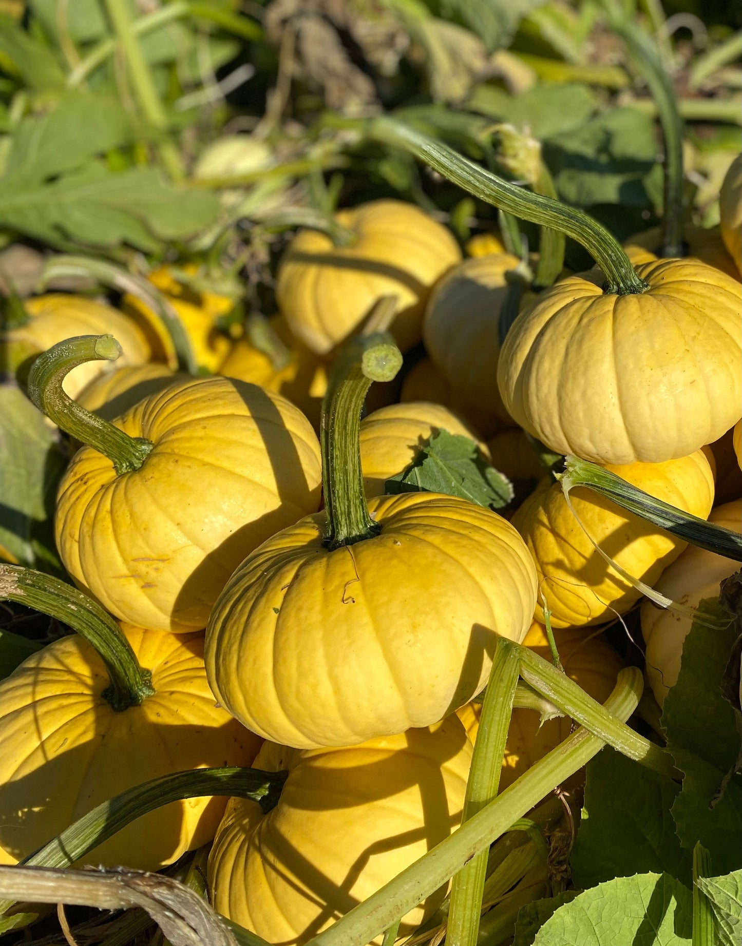 Lemon Stacking Pumpkin – Bright Yellow Color for Delightful Seasonal Displays 2