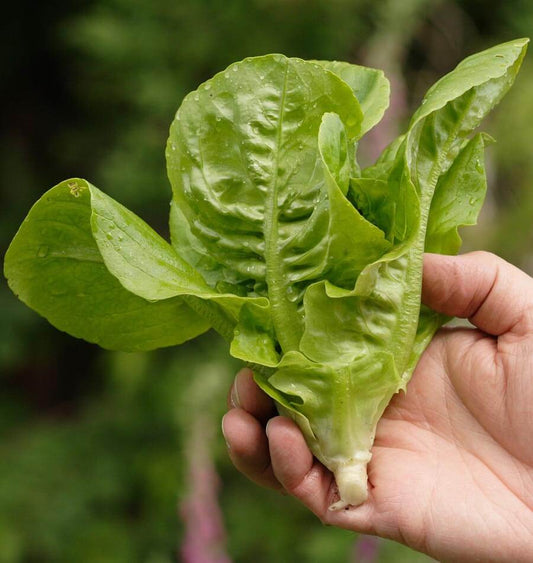 Little Gem Home Gardeners Seed Tape – Easy Sowing for Crisp Romaine Lettuce 0